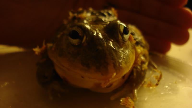Featured image of post Pixie Frog Size - It is also known as the pixie frog due to its scientific.