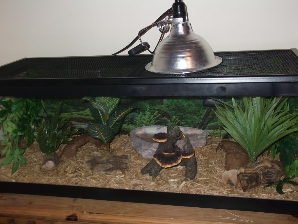 Snake Tank Setup!
