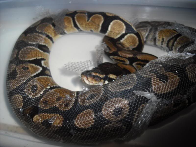 the corn snake forum - bad shed & scale rot