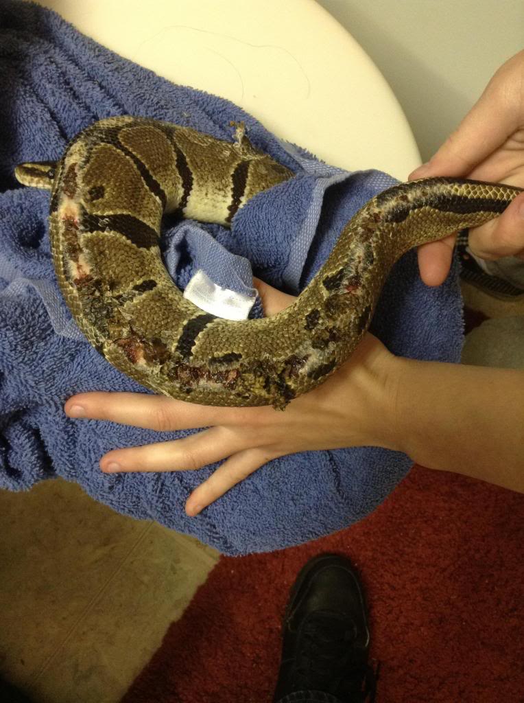 Ball Python Rescue - Before/After Pictures