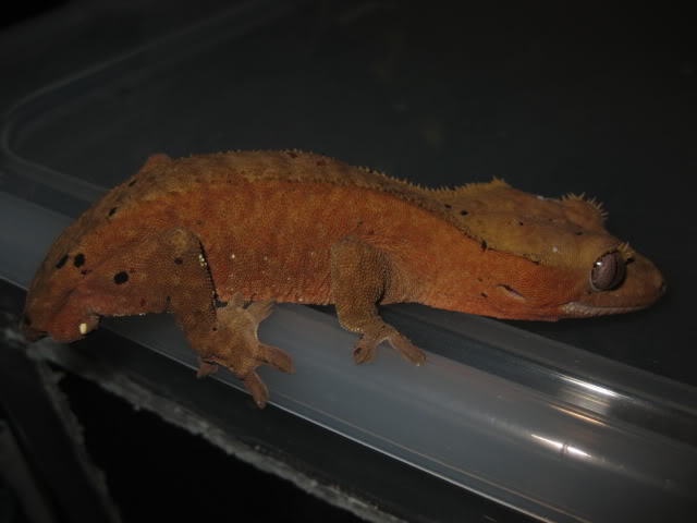 Do crested geckos change color?