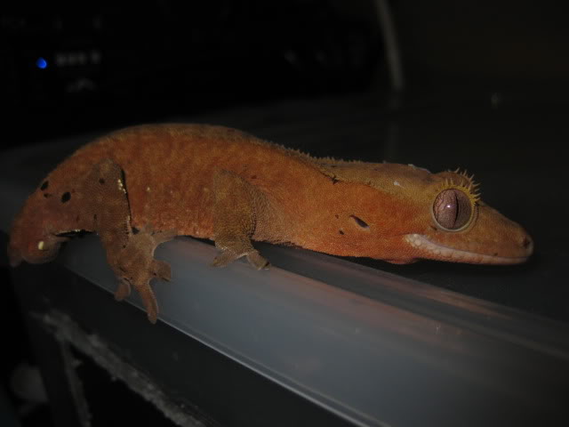 Do crested geckos change color?