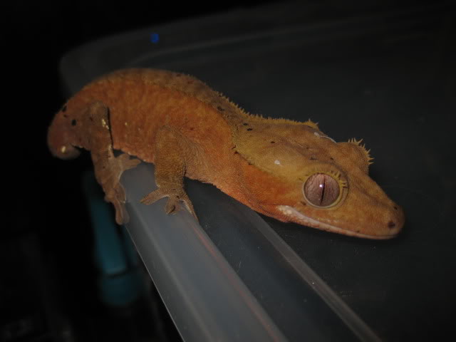 Do crested geckos change color?