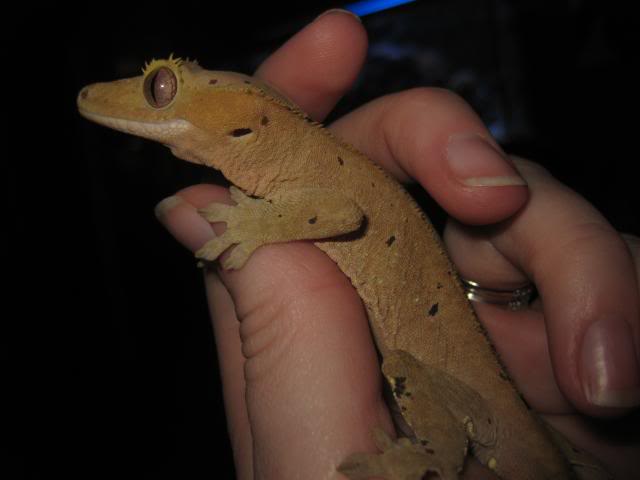 Do crested geckos change color?