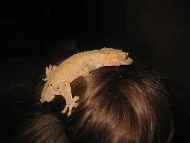 Do crested geckos change color?