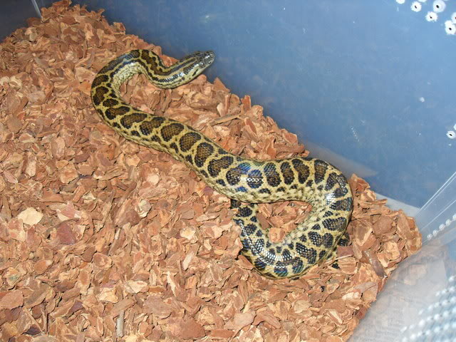 New Yellow Anaconda owners (pics)