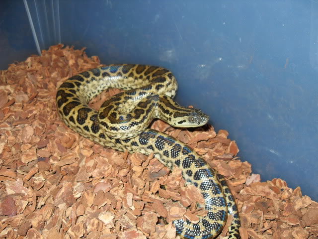 New Yellow Anaconda owners (pics)