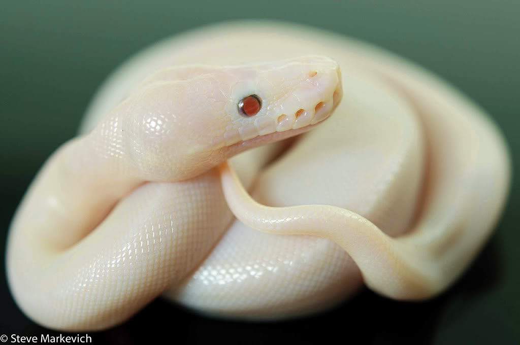 Opgive Centrum kantsten Red Eye Leucistic's (REL's)