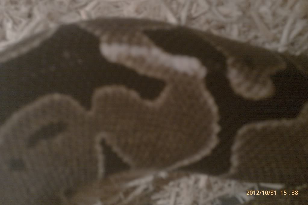 White Spots after shed
