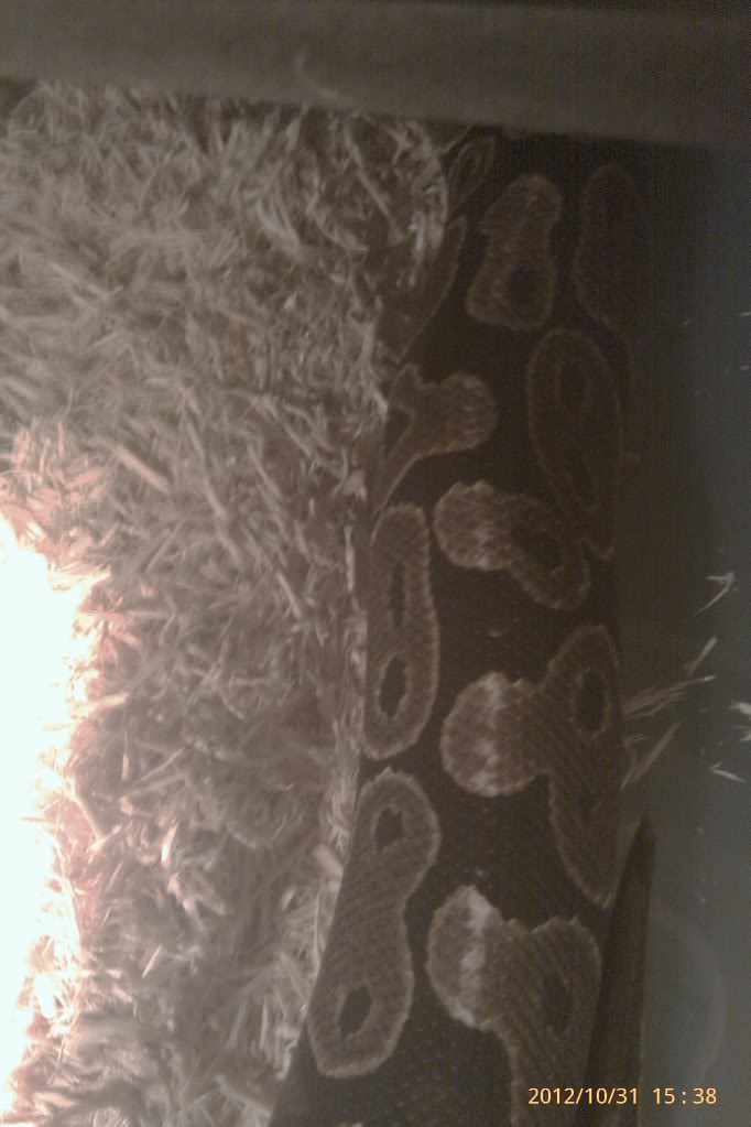 White Spots after shed
