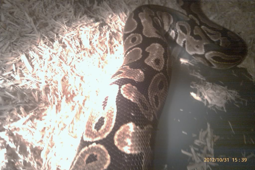 White Spots after shed