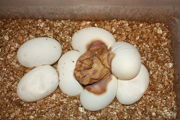 Сколько вынашивают яйца. Инкубация яиц эублефаров. Яйца ящерицы вылупление.