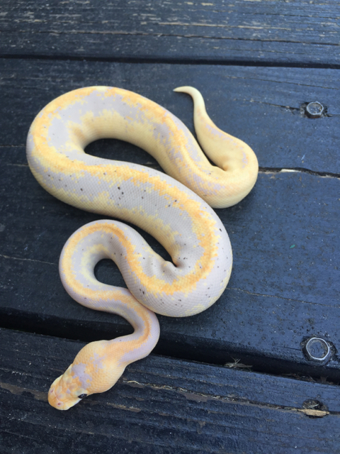 Banana Mimosa Ball Python