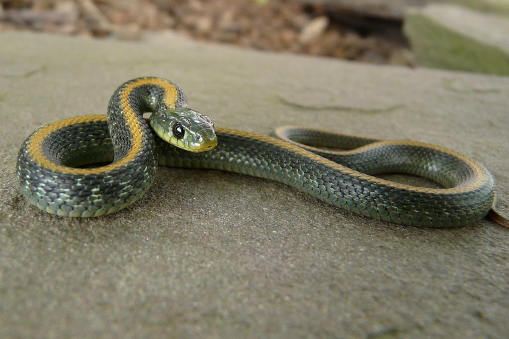 yellow snake with black stripes in florida