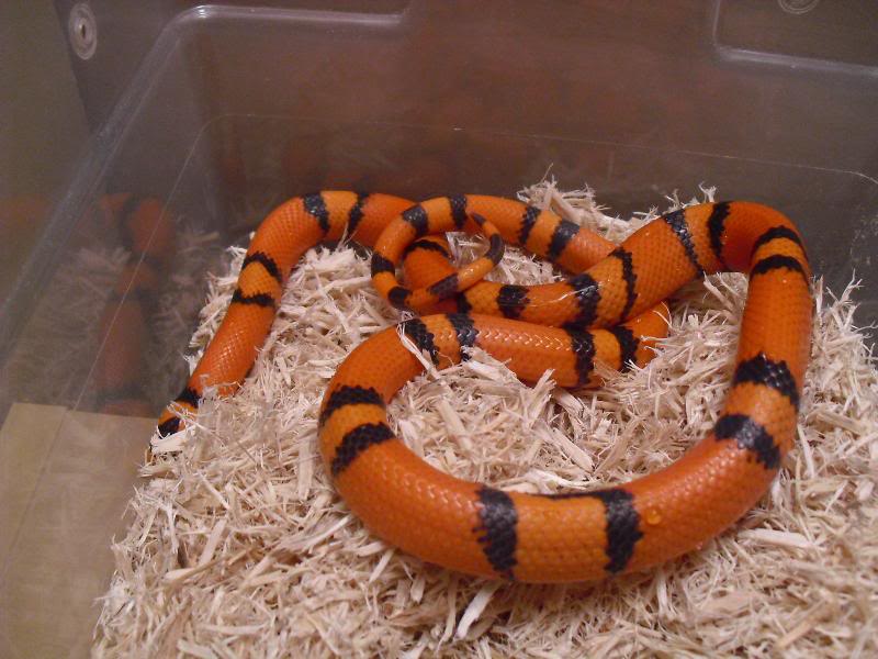 tangerine albino milksnake for sale