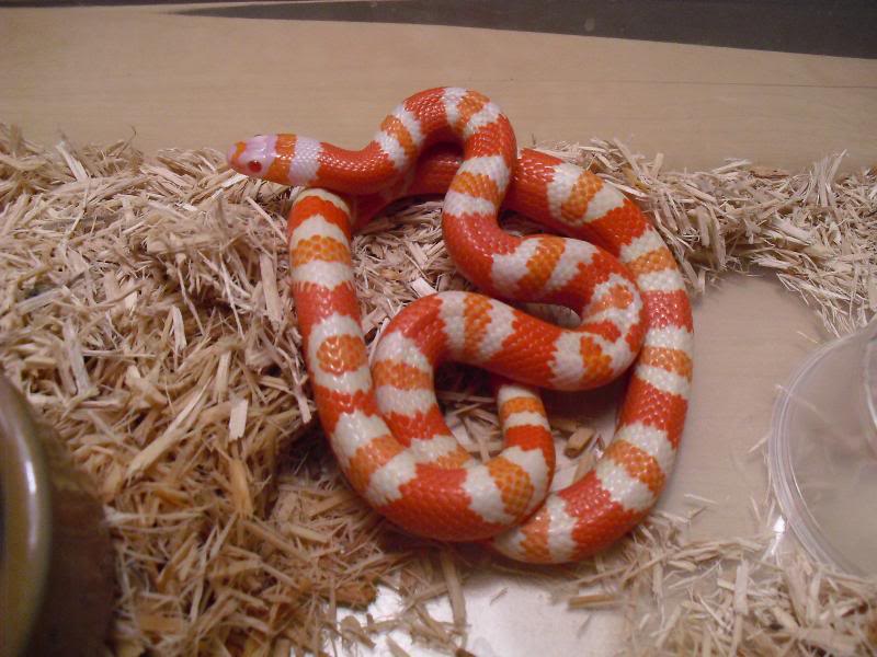 honduran milksnake morphs