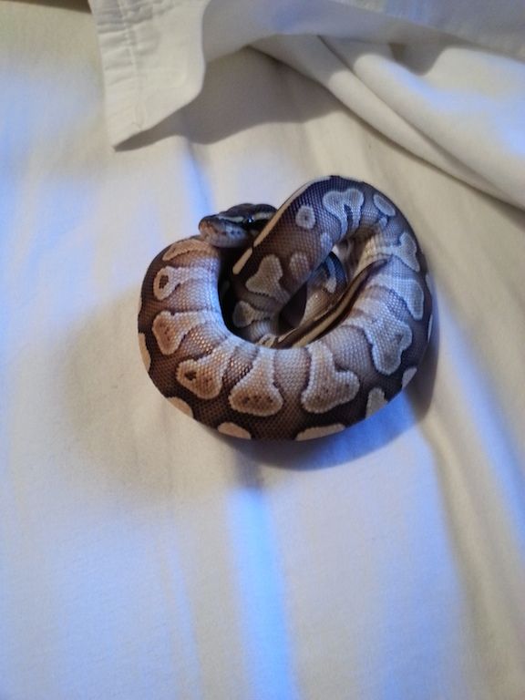 Reptile temp gun  Aussie Pythons & Snakes Forum