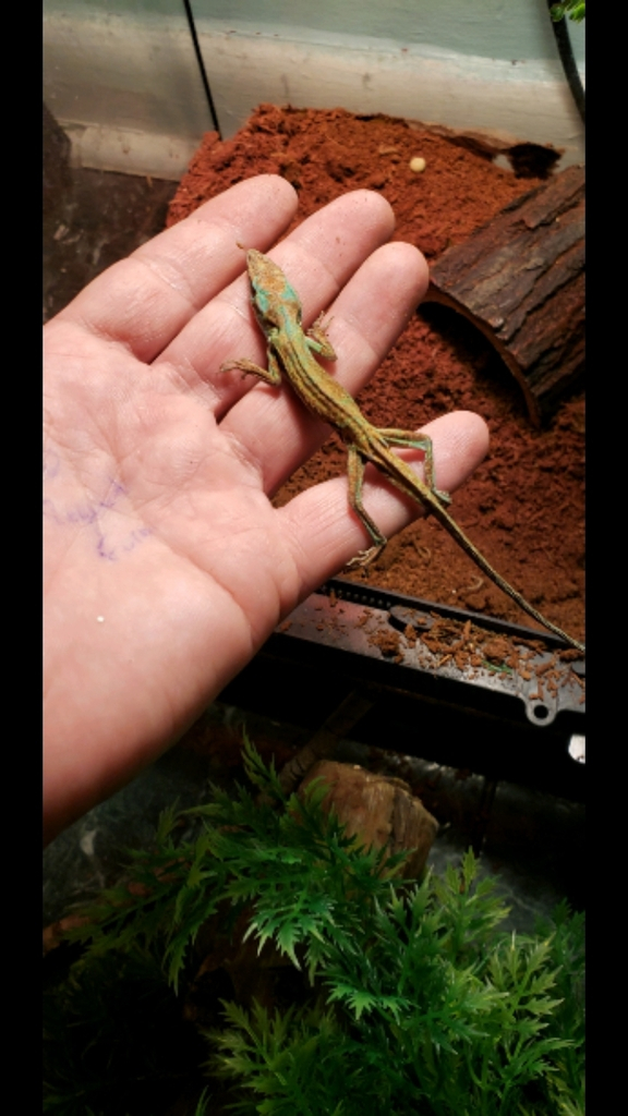 green anole baby logtail