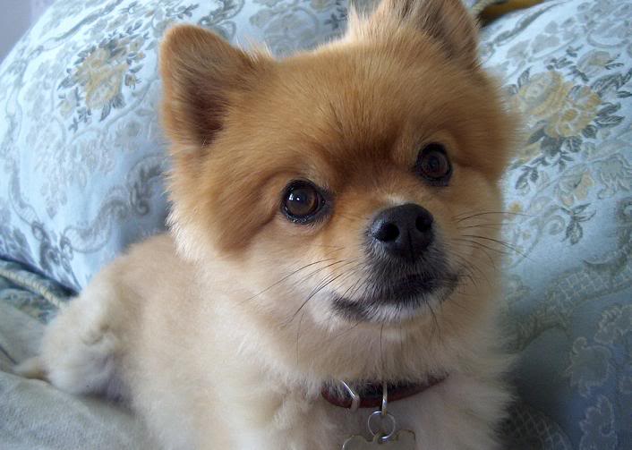 Pommie