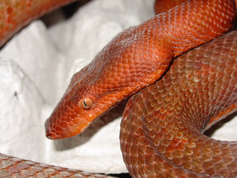 Candoia paulsoni Tasmai