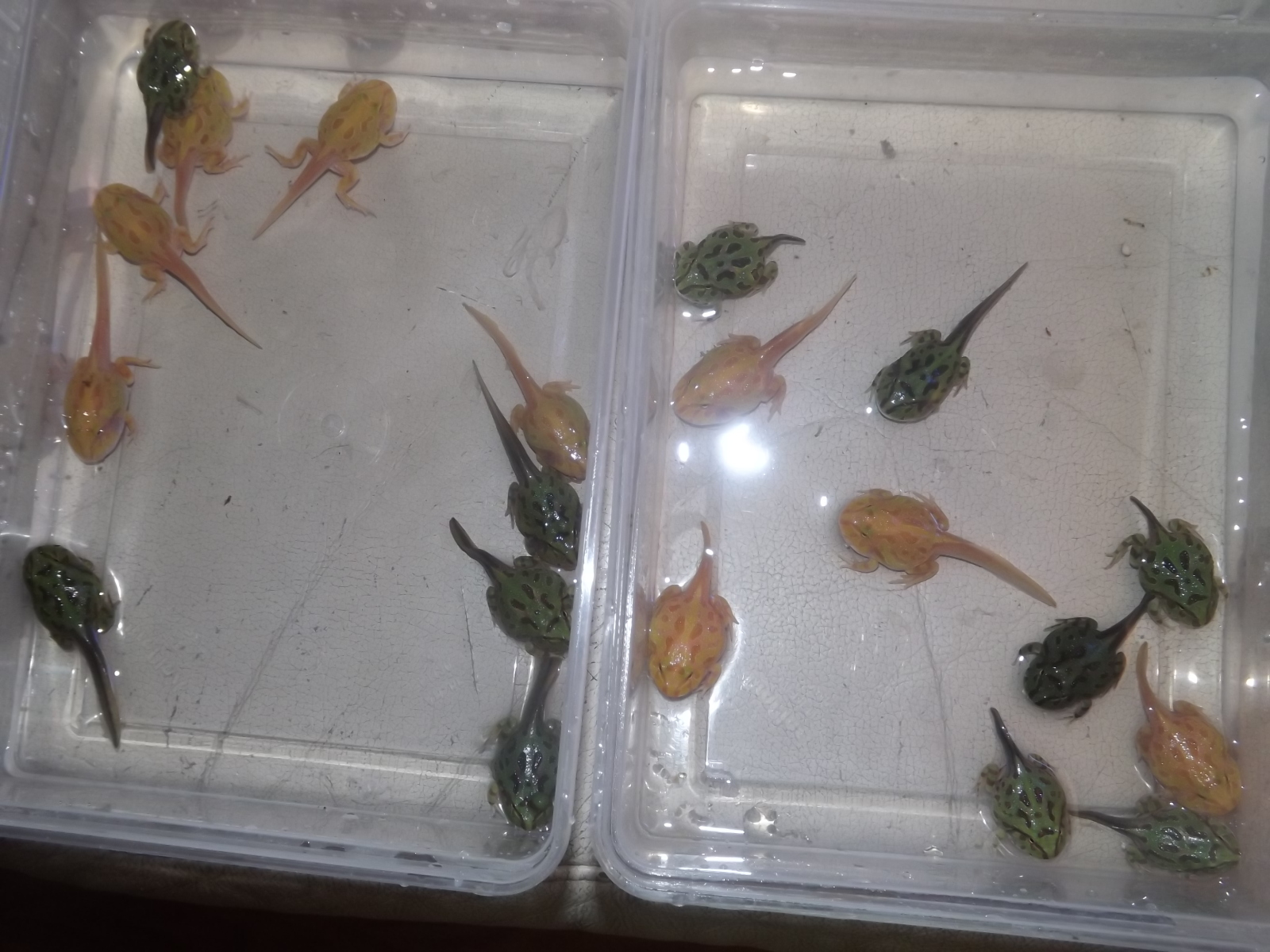 A few Pacman frog ?'s..
