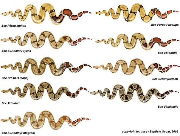 boa constrictor vs ball python