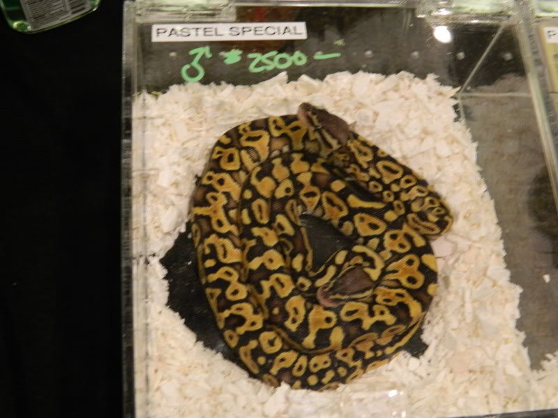 phoenix reptile expo