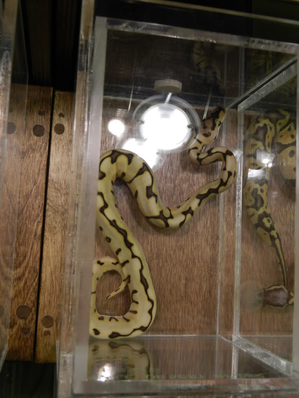 2012 Phoenix Reptile Expo Pics + 9 New BP Additions! (DUW)