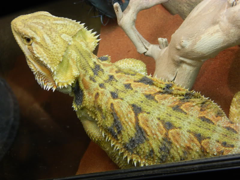 2012 Phoenix Reptile Expo Pics + 9 New BP Additions! (DUW)