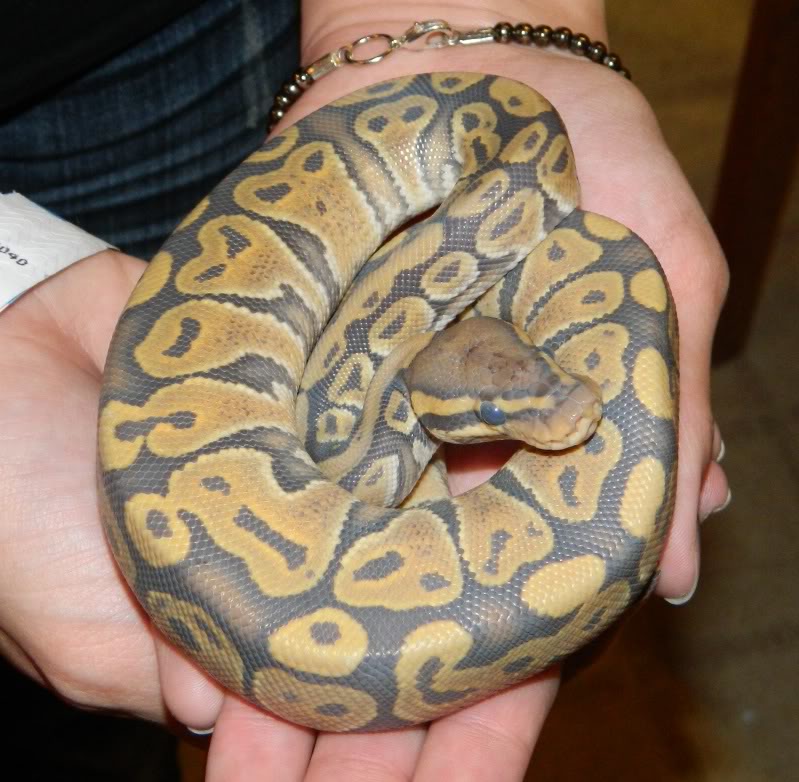 phoenix reptile expo