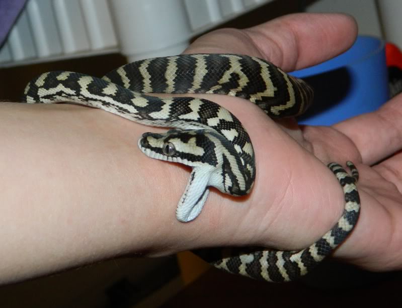 Can carpet pythons bite carpet vidalondon
