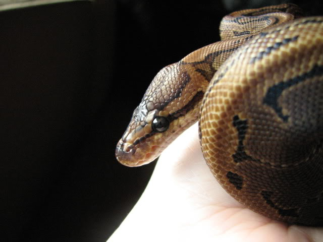 more pictures of my pinstripe :