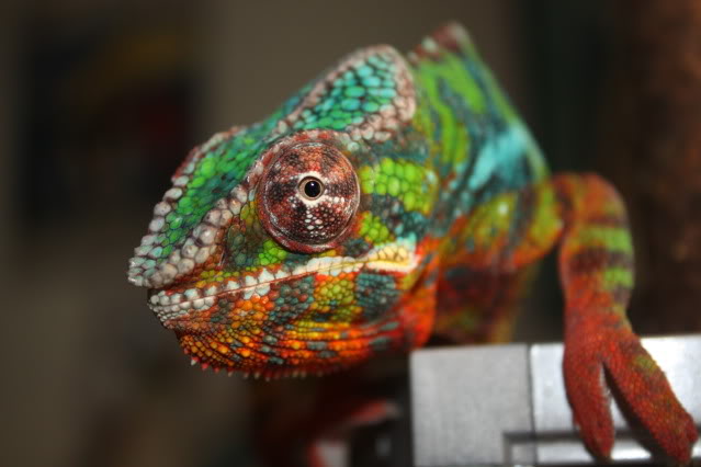 What Lizards Do YOU Prefer? (POLL!) - Page 6