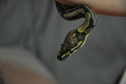 chilean burmese python needs a little help to shed its