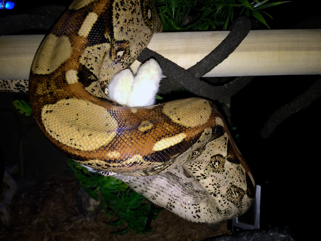 zADOPTED - BOA CONSTRICTOR 6-7 feet-RESboac6-2