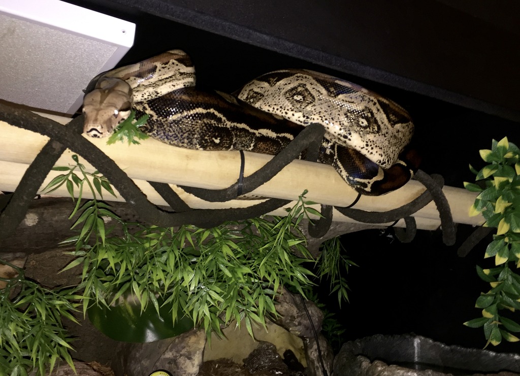 diy boa constrictor enclosure