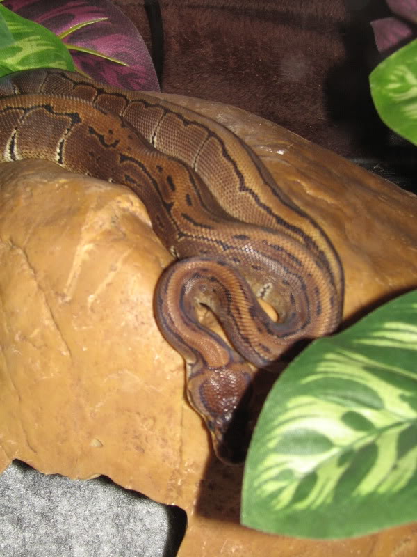 ball python hides