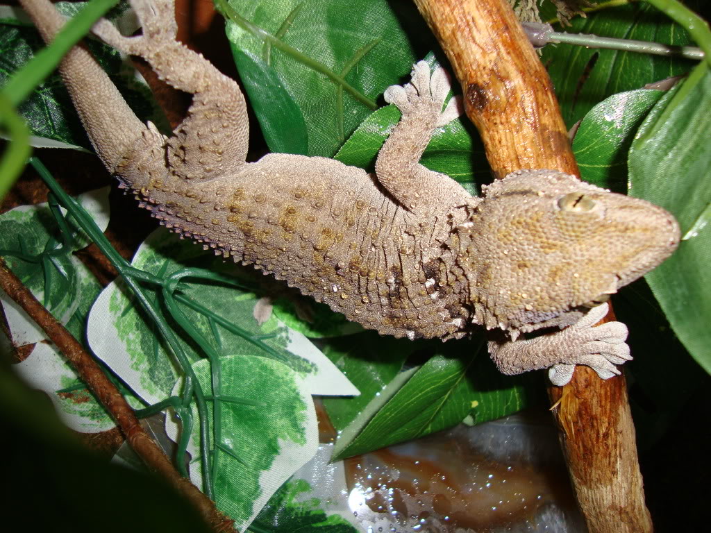 The Halmahera Giant or New Caledonia Giant Gecko..