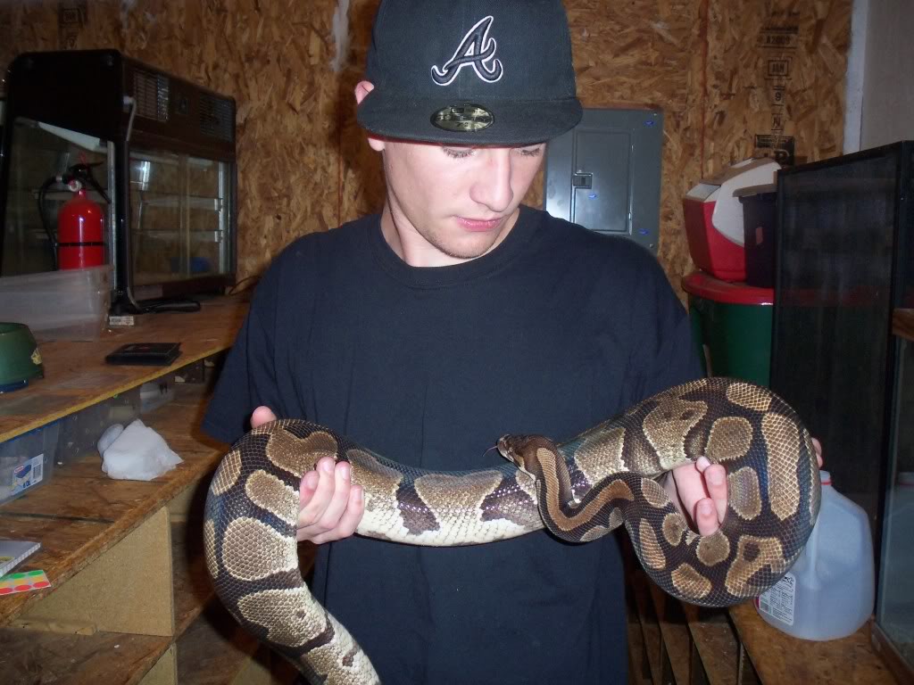 largest-ball-python-ever-recorded-page-3