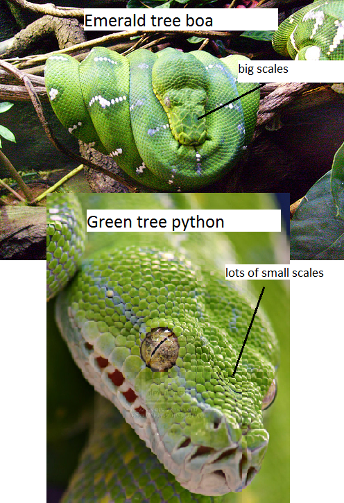 boa vs python difference apperance