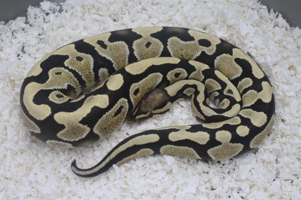 Most Expensive Snake - How Car Specs