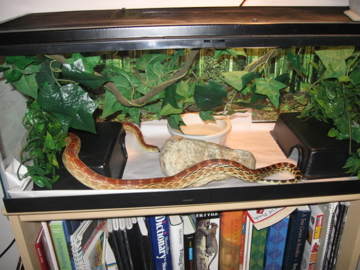 Cape Gopher And Corn Snake Must Go Soon Eastern Ma
