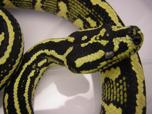 carpet python