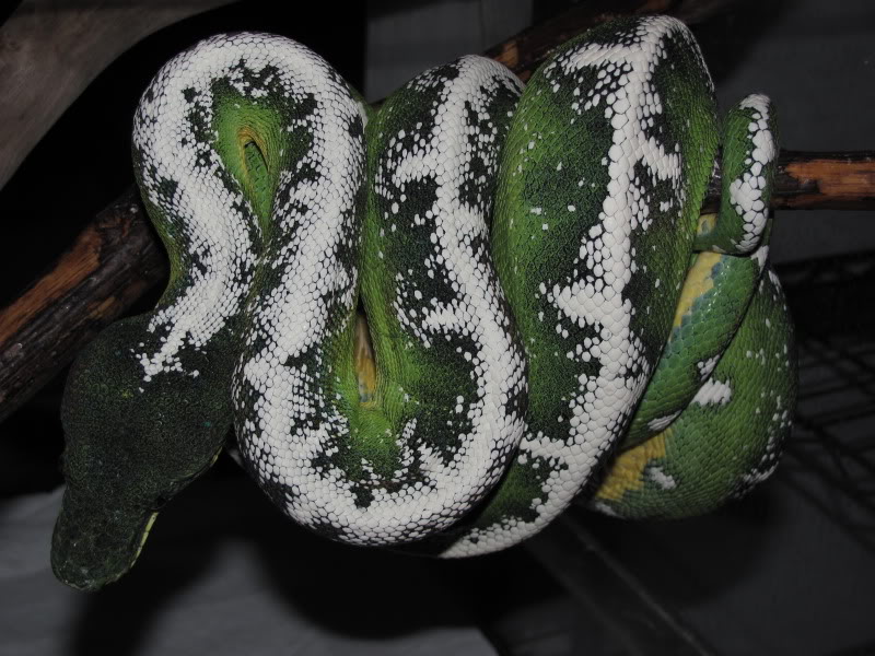 Noel ( Amazon Basin Emerald Tree Boa)