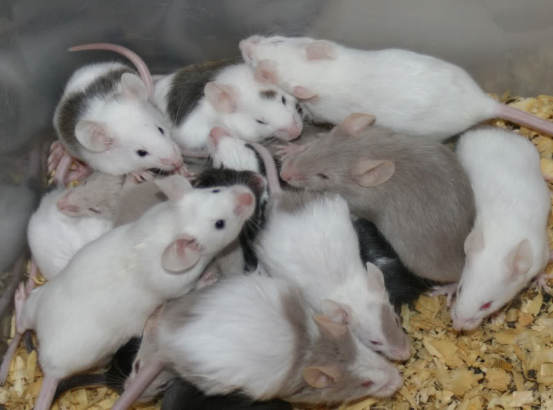 Fancy And Feeder Mice In St Louis