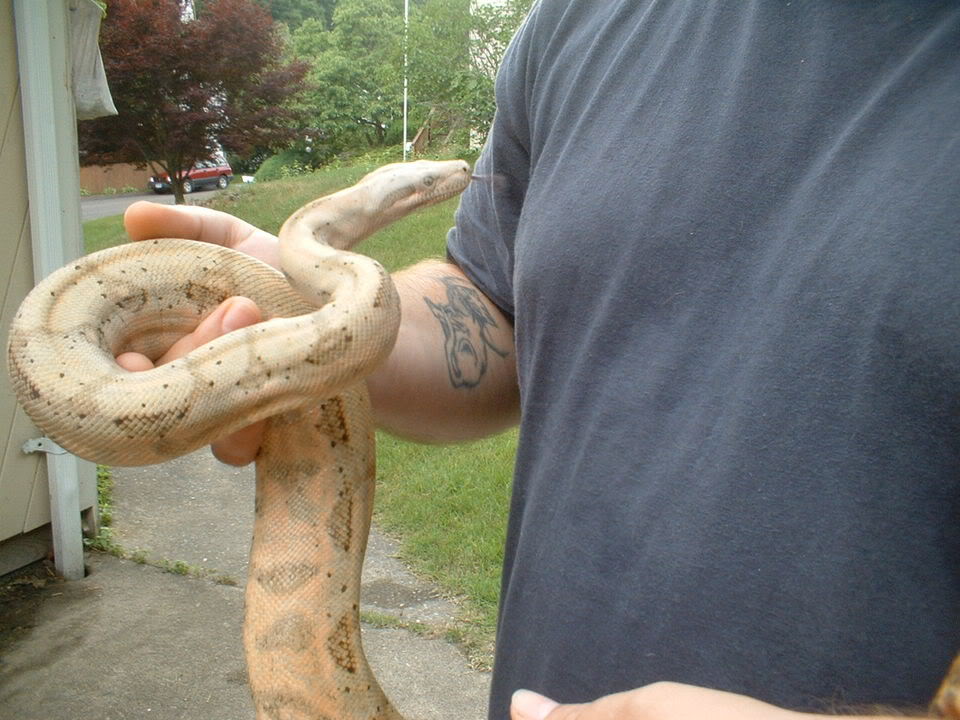 hog island boas