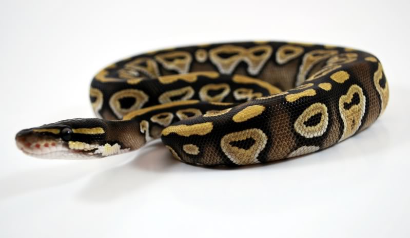 spamsieve mojave
