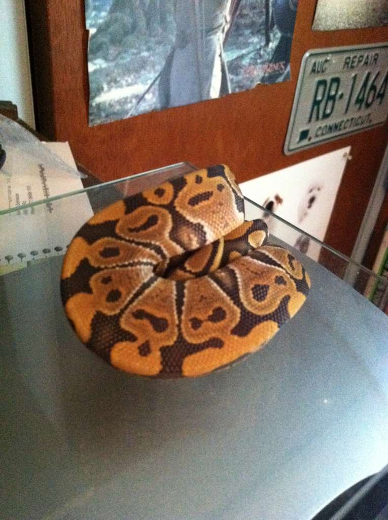 Show people why they're called "BALL Pythons"! - Page 2