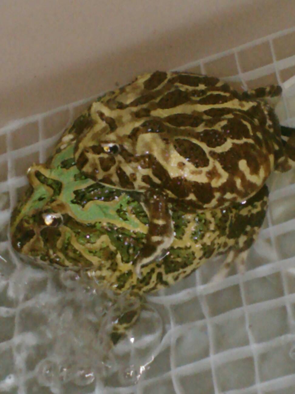 Pacman frogs breeding