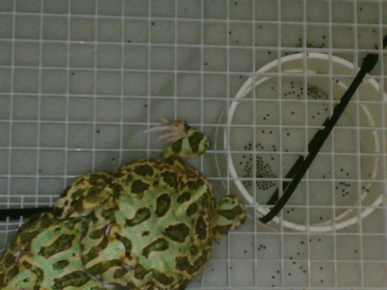 Pacman frogs breeding